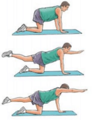 Quadruped Arm-Leg Raise Exercise Image